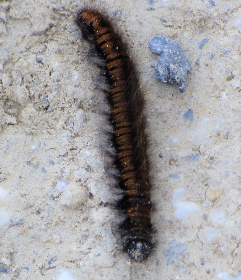 Bruco di Macrothylacia rubi (Lasiocampidae)